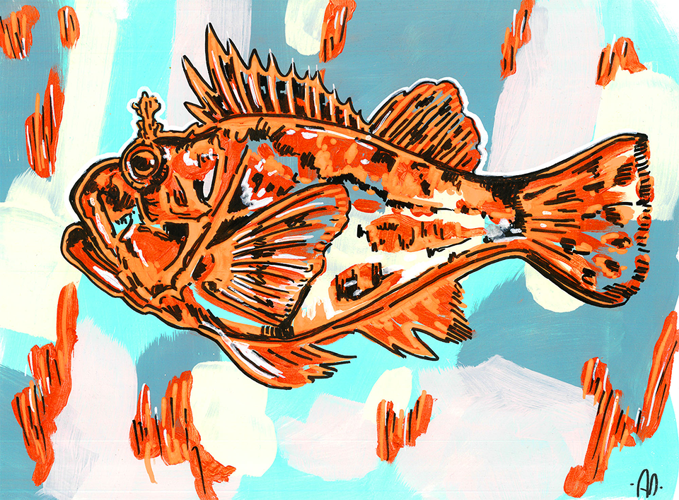 Art print - Vintage red grouper